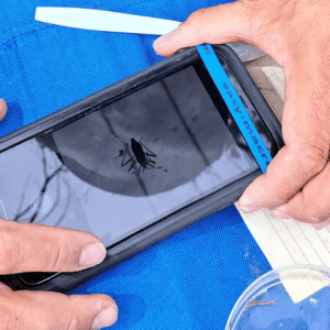Two hands hold a phone taking a picture of an insect