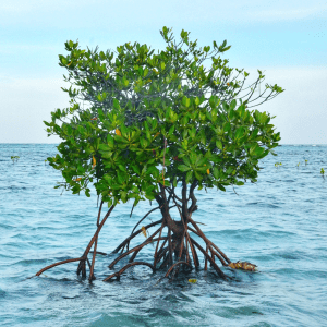 A green mangrove tree growing out of a body of water with a slightly cloudy blue sky behind it