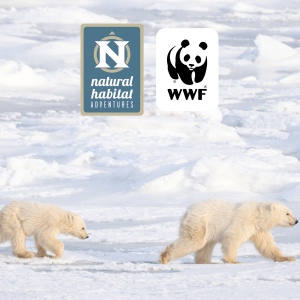Polar bears walking in the Arctic//NatHab and WWF logos