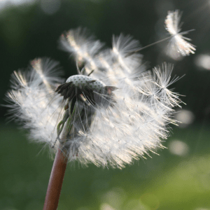 A dandelion to the very left side has white seeds blowing off it to the right