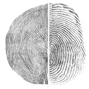 A black-and-white tree ring pattern next to a black-and-white human fingerprint pattern