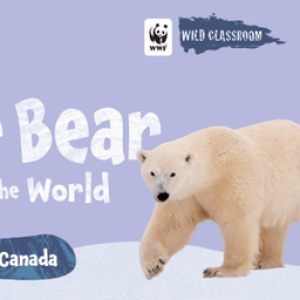 Text to the left reads "The Polar Bear Capital of the World, Discover Churchill, Canada"; the top right features the WWF logo with a panda and the text "Wild Classroom"; the bottom right features a photo of a polar bear with a paw extended