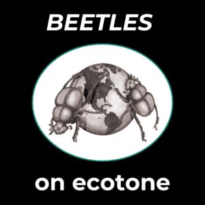 BEETLES logo of two beetles climbing over a small globe; text says "BEETLES on ecotone"