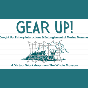 Graphic of a net over a wave, text reads "Gear Up! Caught Up: Fishery Interactions & Entanglement of Marine Mammals, A Virtual Workshop from The Whale Musuem"