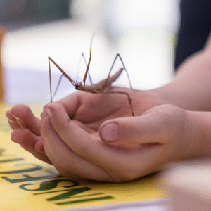 Two hands on a table cup a walking stick; the walking stick is waving a leg