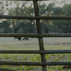 Boy looking out into a pasture where cattle are feeding