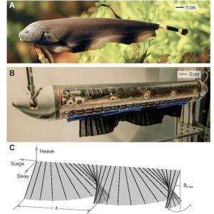 Bio-inspired Fish Robotics