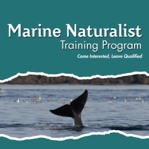 "TWM's 2026 Marine Naturalist Training Program" the ocean with a whale tail emerging out of it
