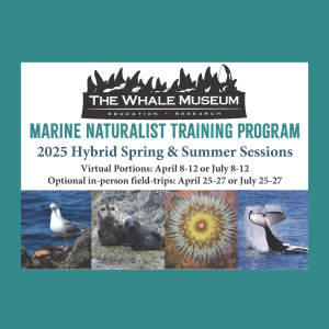 The Whale Museum logo on top, text reads "Marine Naturalist Training Program, 2025 Hybrid Spring & Summer Sessions, Virtual Portions: April 8-12 or July 8-12, Optional in-person field-trips: April 25-27 or July 25-27; below this is a gull, a seal, a sea anemone, and an orca's tail