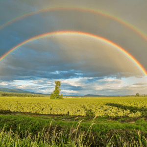 A double rainbow arcs across a cloudy sky above a grassy field