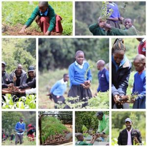 Students planting young tree seedlings together in a school compound in Nyeri County as part of a school greening and environmental conservation activity.