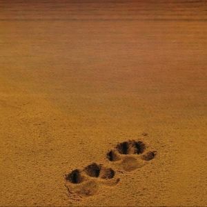 July 15: “Wildlife Tracking for Connection” online learning session