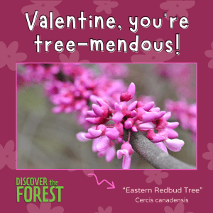  Square card with pink background that reads "Valentine, you're tree-mendous" with a photo of an Eastern Redbud Tree