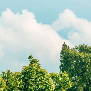 A treeline with a cloudy blue sky behind it.