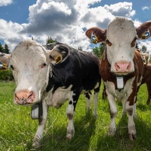 Two cows in pasture with a cloudy blue sky behind them
