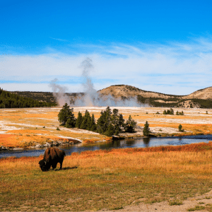 A landscape of Yellowstone park: A blue, slightly cloudy sky is over an orange field with a body of water running through it; a bison can be seen on the left and steam venting can be seen on the right