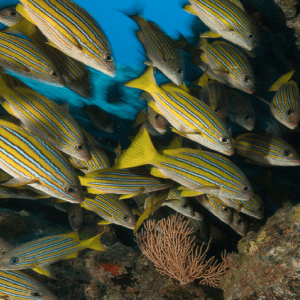A school of fish swimming in the ocean 