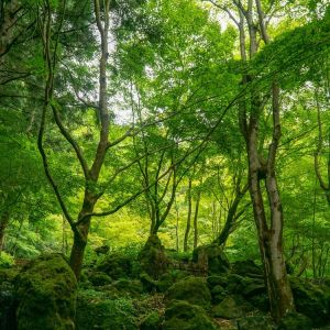 Moss covered rocks among tall leafy trees