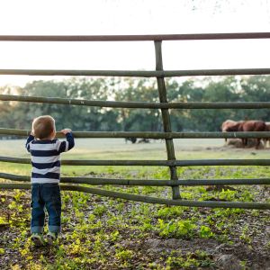 A young boy holding onto a fence and staring out at some horses