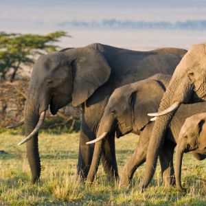 African Elephants on the Masai Mara, Kenya, Africa