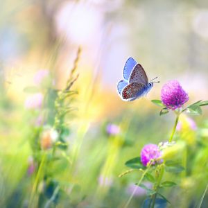 Spring landscape. Moth flying near a clover flower. Blurred background.
