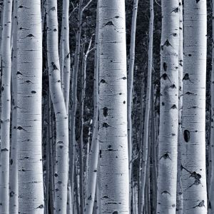 Photo of many aspen trees