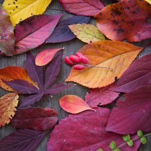 Collection of autumn leaves and berries