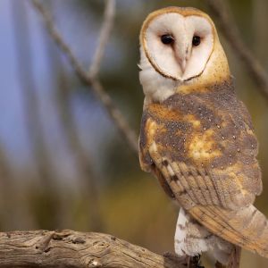 Barn own rests on a large tree branch