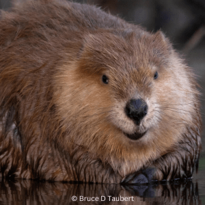 A beaver looking toward the viewer sits in some water