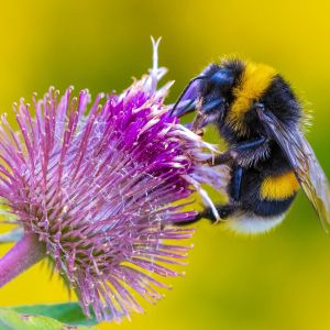 Close-up of large buff-tailed bumblebee feeding on nectar of pink flowers