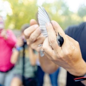 Bird in a workshop on bird banding. An ornithologist shows children how bird banding is important for environmental conservation