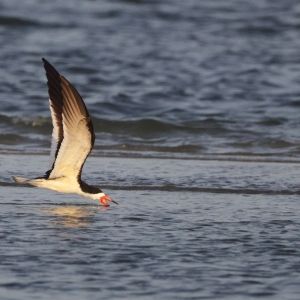 black skimmer bird skimming the ocean surface