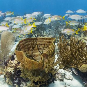 Fish swimming underwater