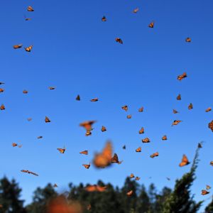 Millions of monarch butterflies flying