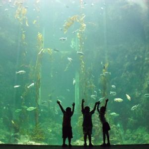 Three children stand in front of a large aquarium exhibit