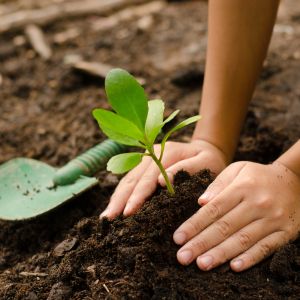 Two hands plant a small green sprout in the soil, next to them is a green shovel