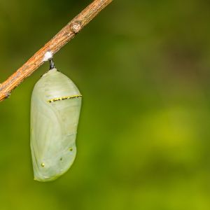 a green chrysalis hangs from a stem