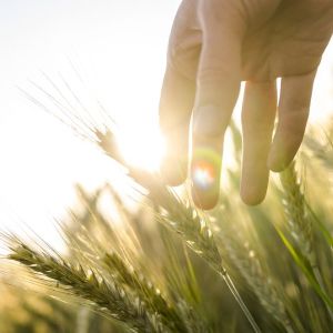 Sun glistening through blades of wheat, hand brushing wheat
