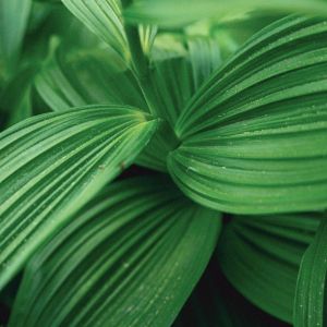 Close-Up Photograph of Green Leaves