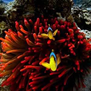 Two orange and white clownfish peeking out from anemone.