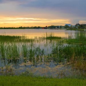 Florida evening nature