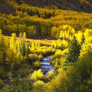 Looking down at a river winding through a forest of deciduous trees in autumn