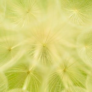 Close up of dandelion seeds
