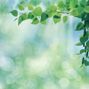 Close-up image of a leafy branch with soft bokeh lighting in the background. 