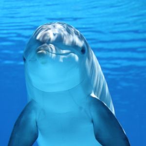 Dolphin Image