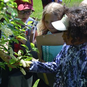 Three students examine cherry blossoms with their eyes and hands on a sunny spring day while holding their clipboards and journals.