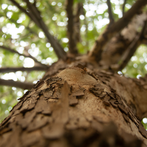 A worm's eye view looking up a tree