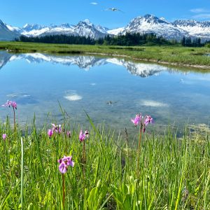 Valdez Alaska landscape with water and mountains