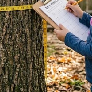A child with a clipboard measuring round a tree trunk with a tape measure.