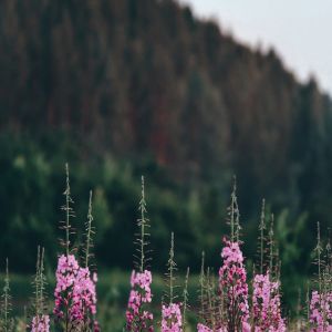 A small stand of pink fireweed flowers against a hilly spruce forest